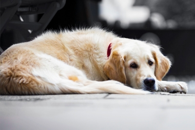 Parvovirosis canina