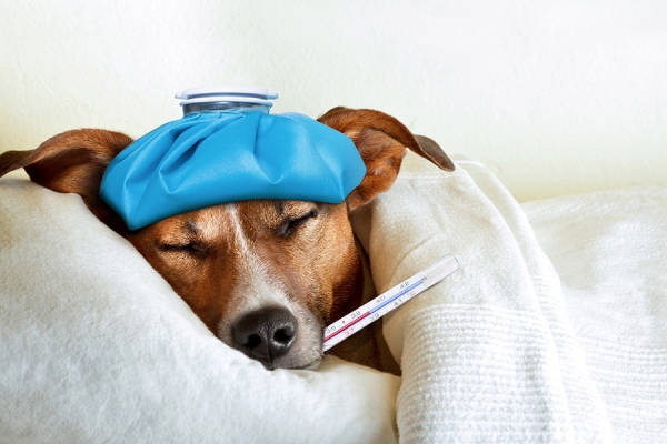 El distemper canino